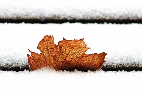 Simply Winter by Deb Oppermann